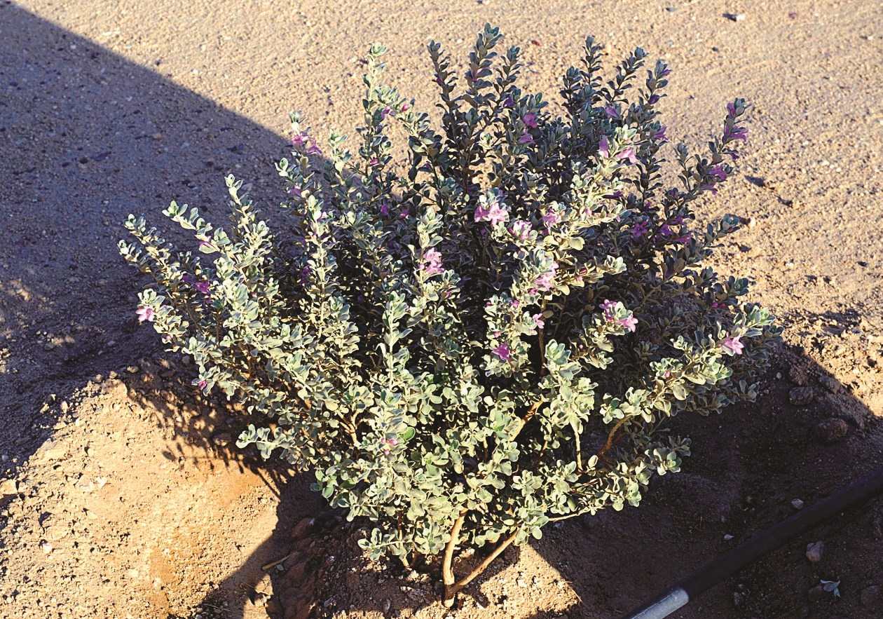 ... ونبات آخر