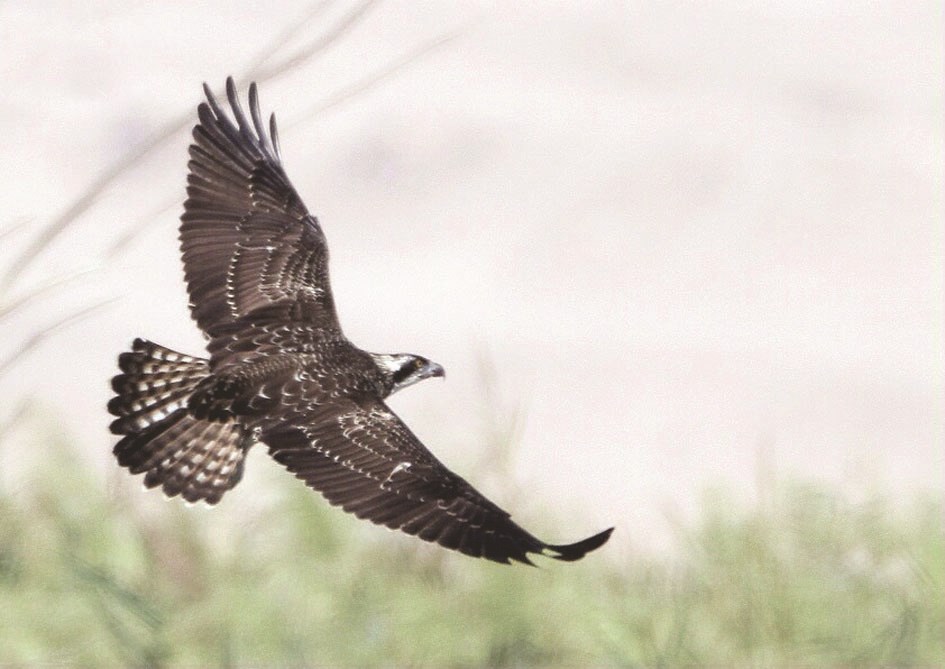 u0627u0644u0639u0642u0627u0628 u064au062du0644u0651u0642 u0641u064a u0645u062du0645u064au0629 u0627u0644u062cu0647u0631u0627u0621