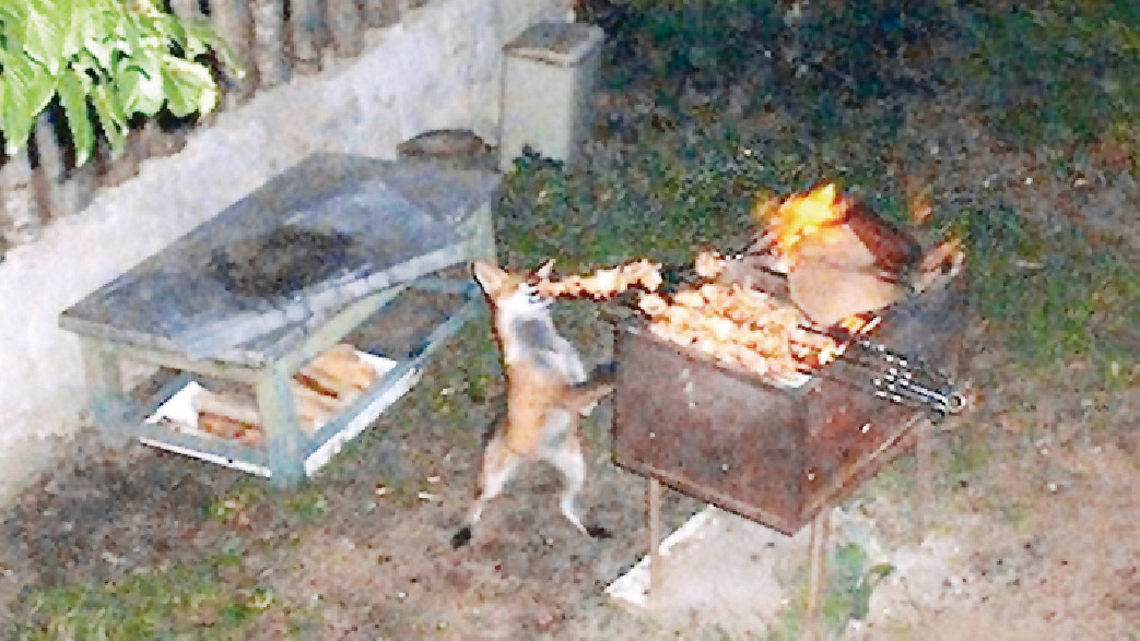 u00abu0627u0644u0648u0627u0648u064a u0627u0644u062du0631u0627u0645u064au00bb