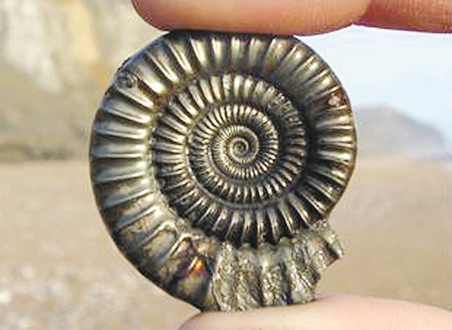 حفرية لصدفة تحلّلت واستبدلت بمعدن الحديد