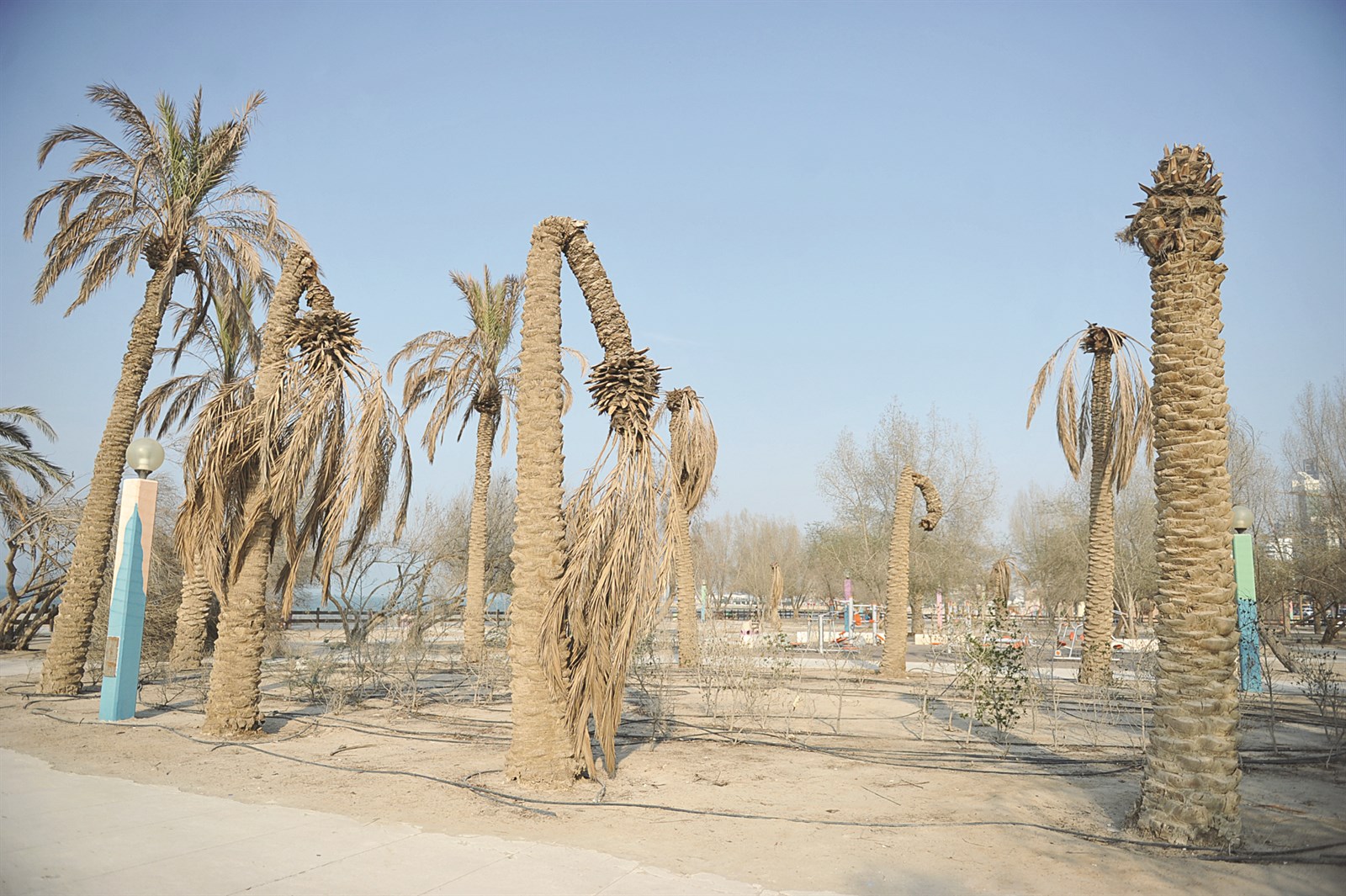 الإهمال قتل النخيل