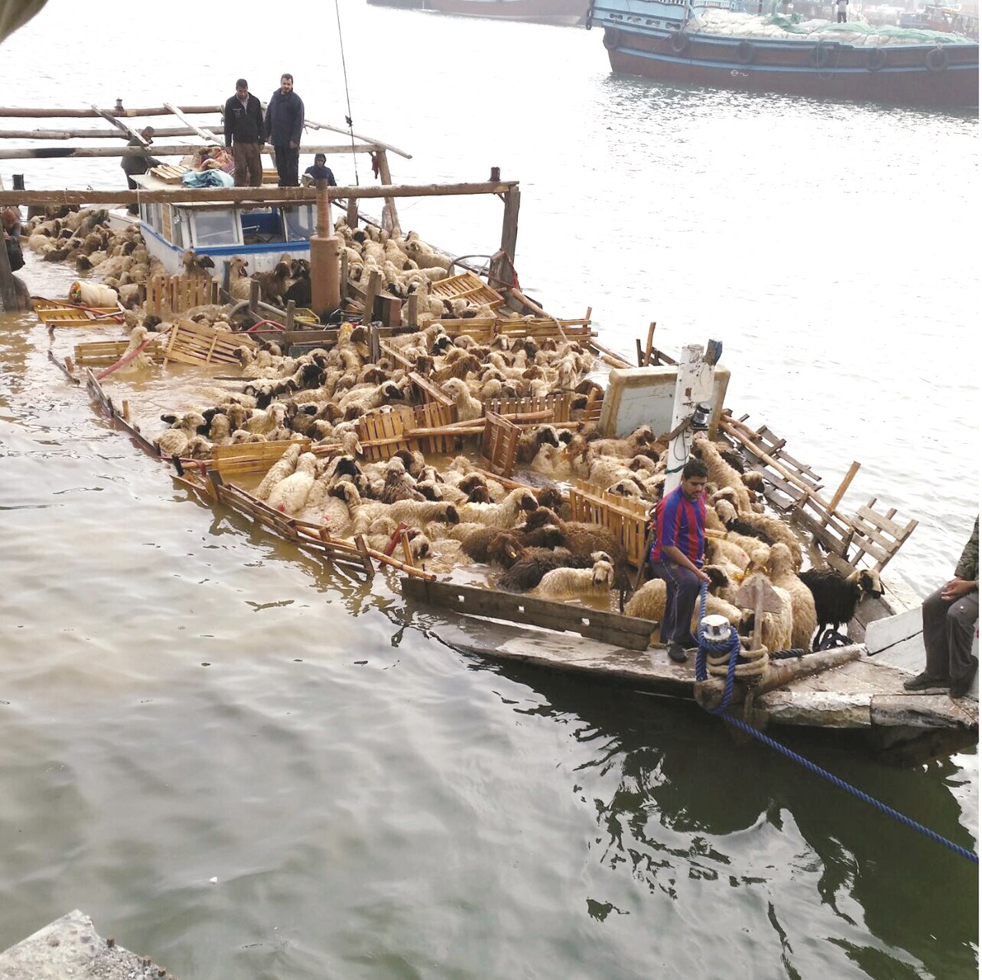 ... u0648u0623u0641u0631u0627u062f u0645u0646 u0637u0627u0642u0645 u00abu0627u0644u0644u0646u062cu00bb u064au0631u0627u0642u0628u0648u0646 u0645u0635u064au0631 u0627u0644u0645u0648u0627u0634u064a