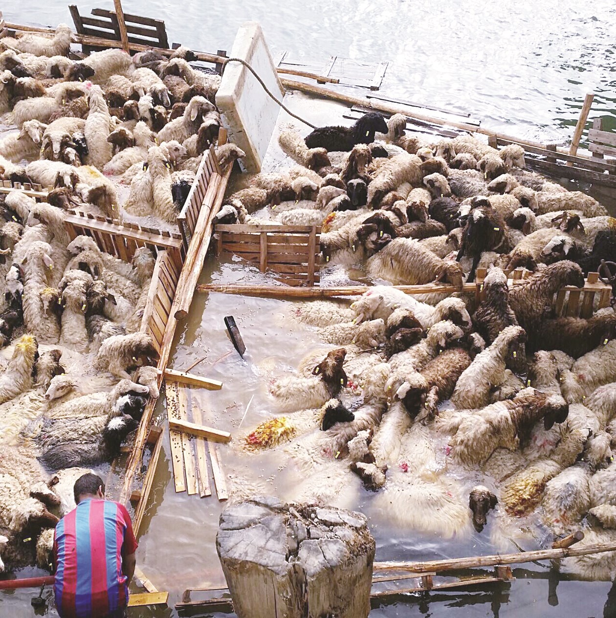 الأغنام تتدافع هرباً من النفوق غرقاً