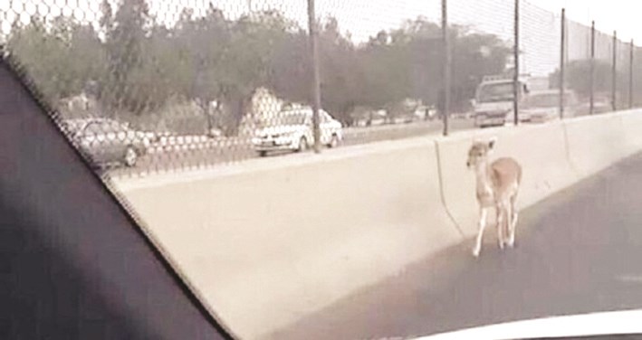 u0627u0644u063au0632u0627u0644 u0627u0644u0634u0627u0631u062f