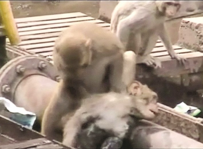 u0627u0644u0642u0631u062f u0627u0644u0645u0633u0639u0641 u0647u0631u0639 u0625u0644u0649 u0627u0646u0642u0627u0630 u0627u0644u0642u0631u062f u0627u0644u0645u0635u0627u0628