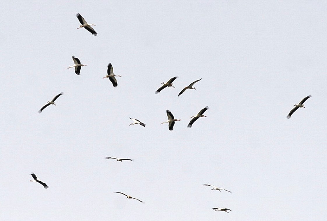 سرب من اللقالق البيضاء