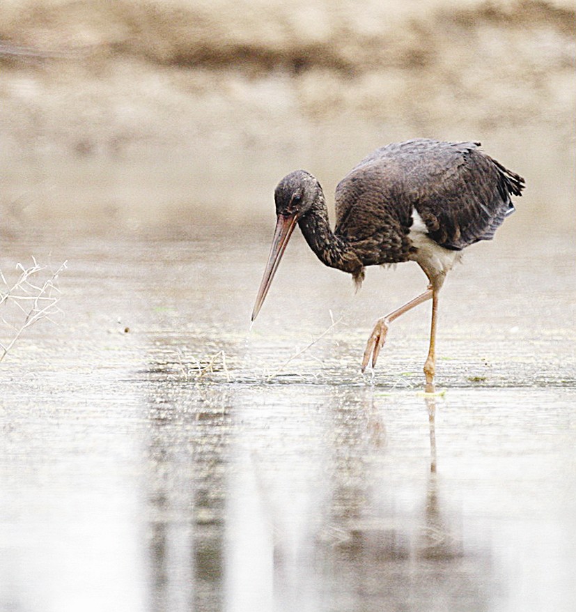 اللقلق الأسود اليافع (تصوير راشد الحجي)