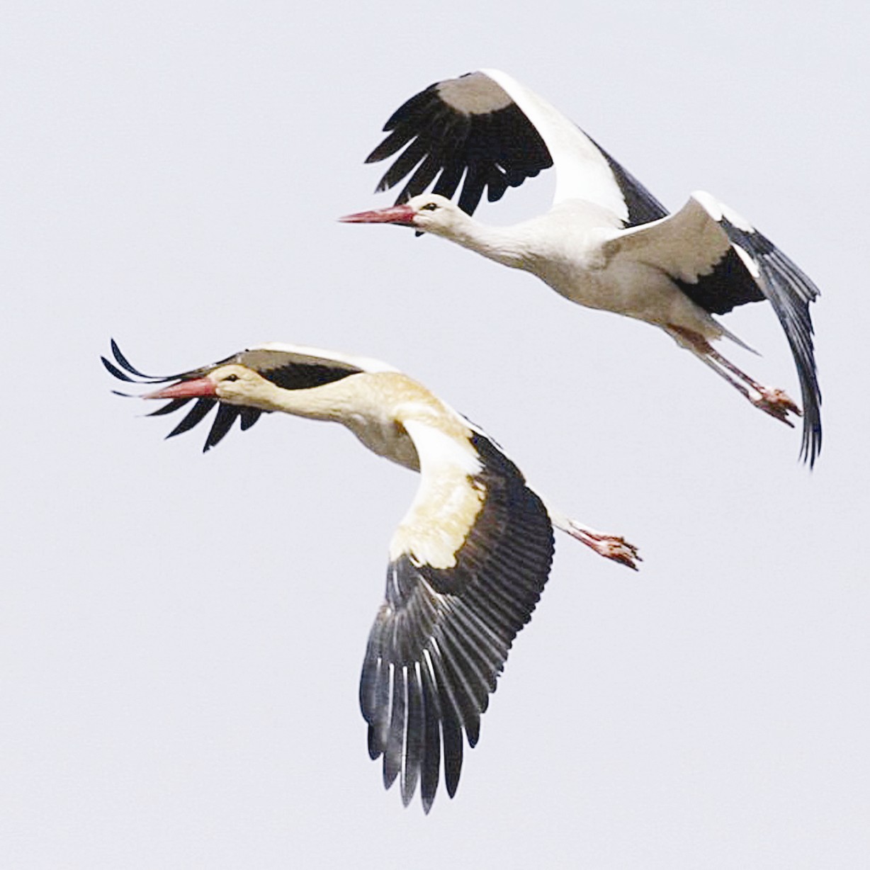 اللقلق الأبيض