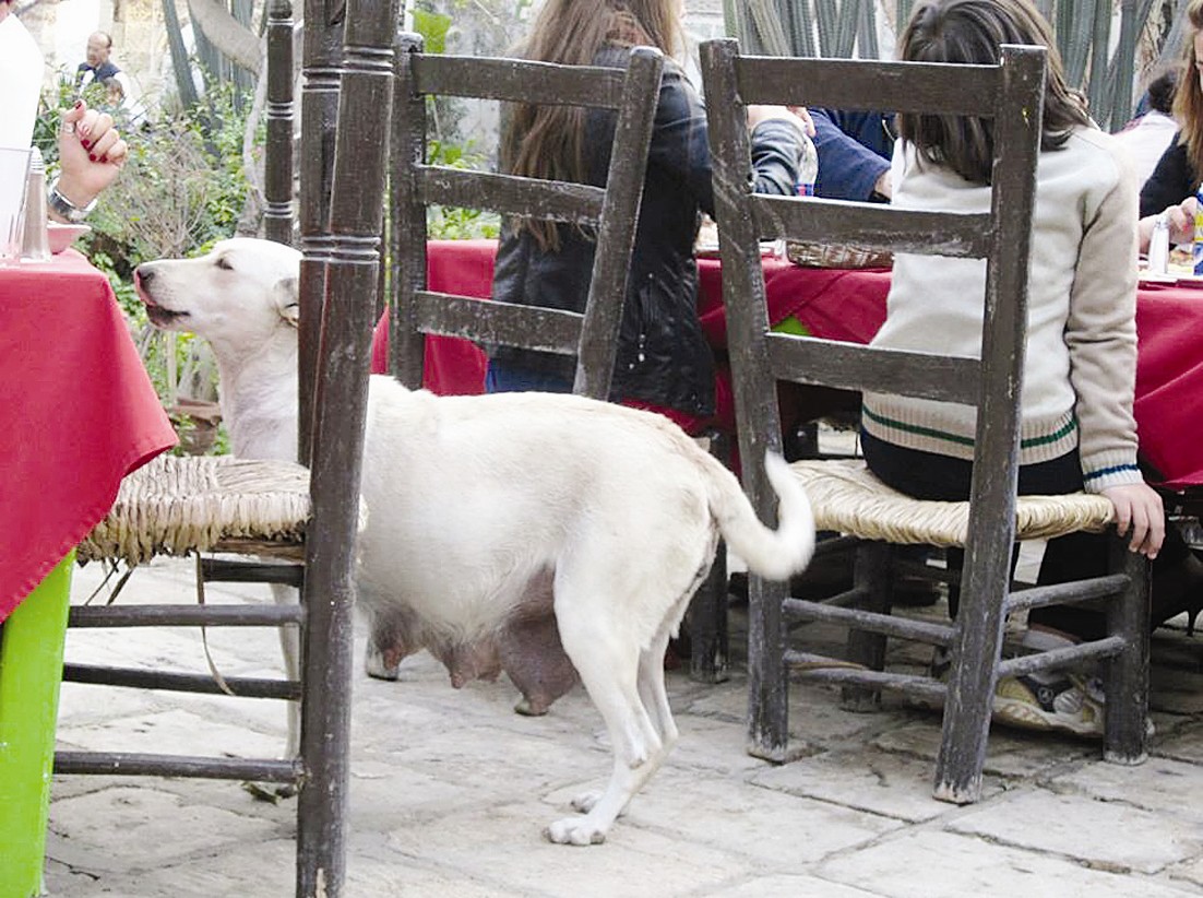 u0627u0644u0645u0637u0639u0645 u0623u0641u0633u062d u0627u0644u0645u062cu0627u0644 u0644u0644u0643u0644u0627u0628 u0627u0644u0636u0627u0644u0629