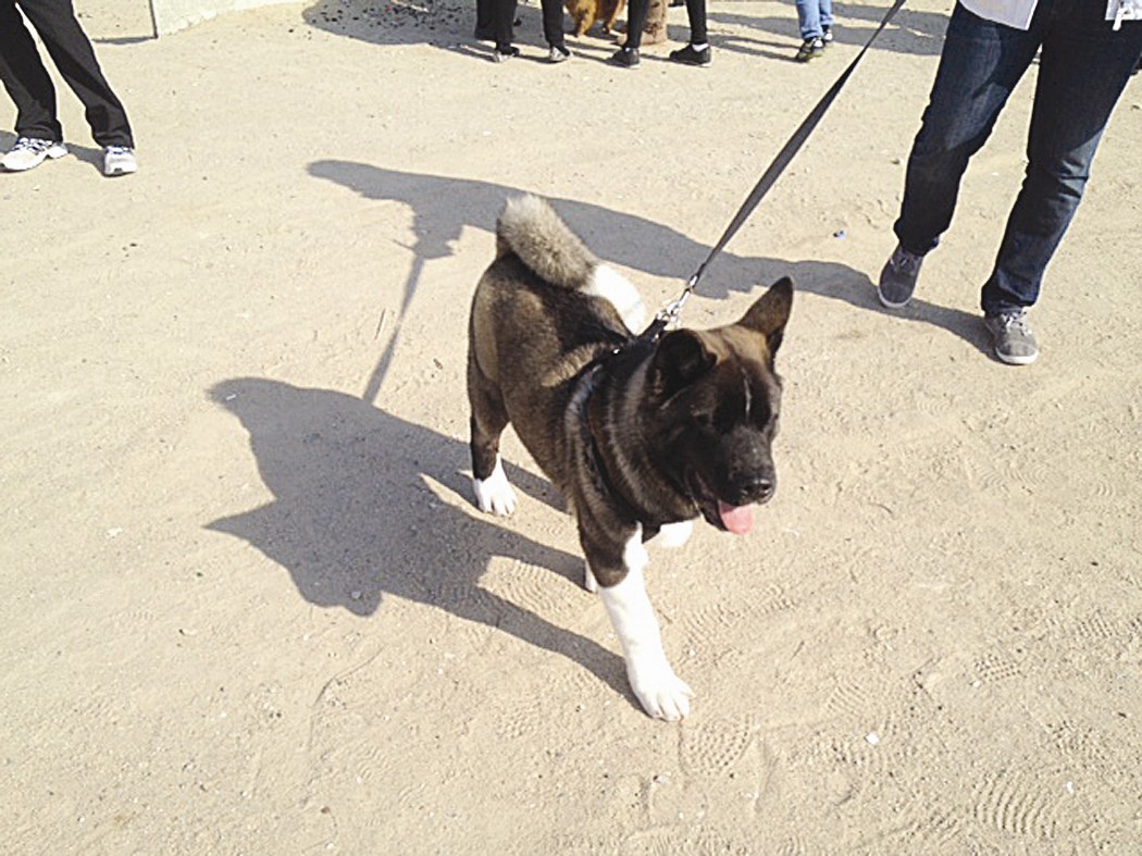 كلب يستعرض جماله