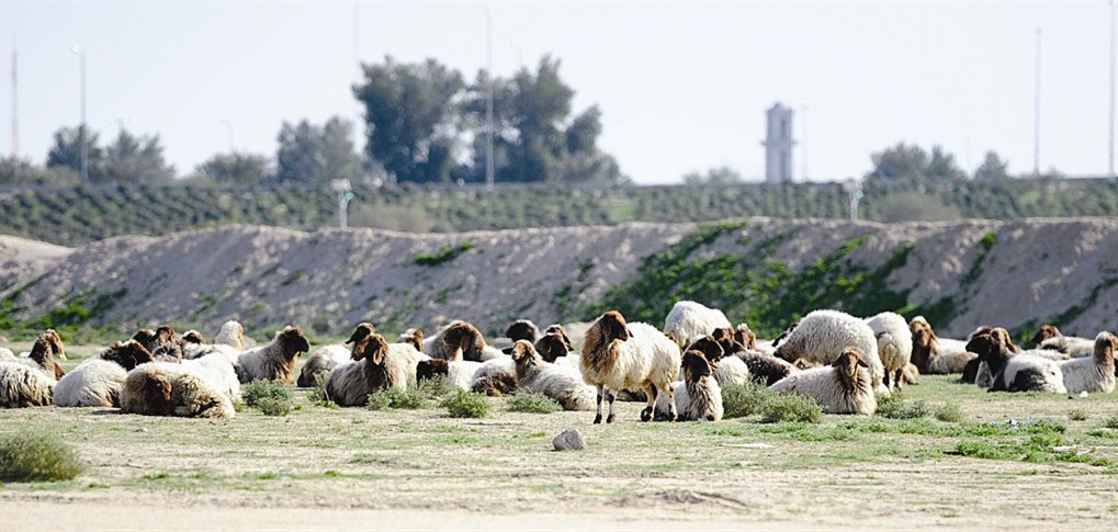 الأغنام في مرعى وفير
