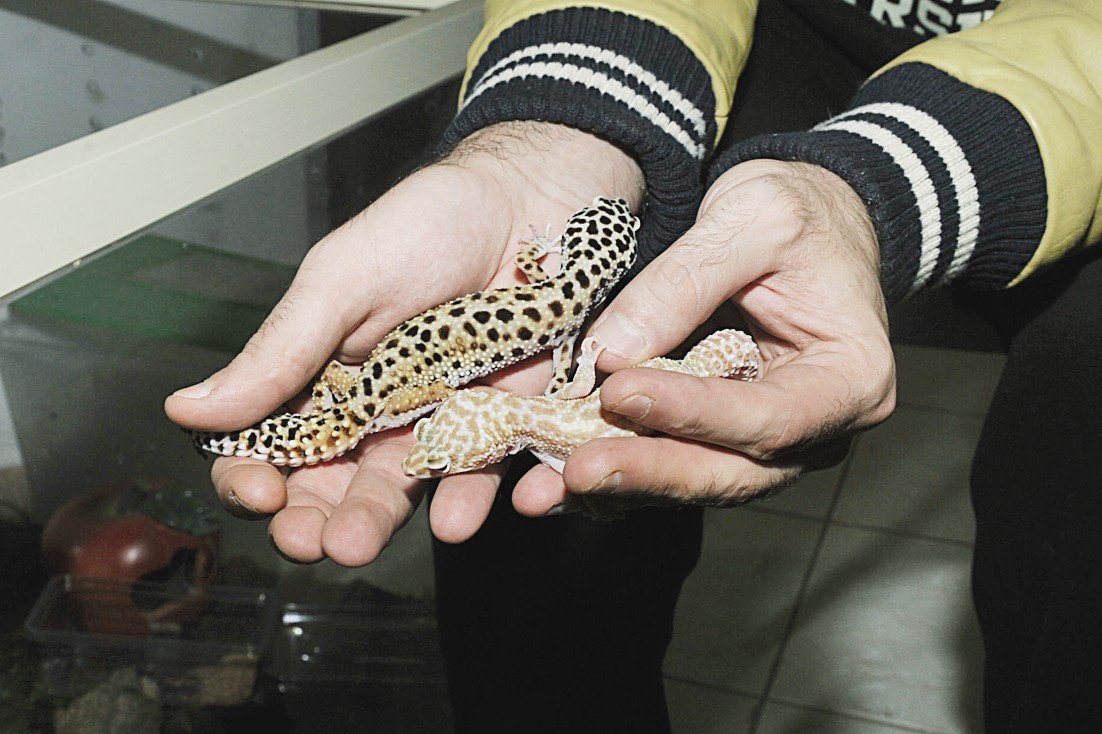 سحالي نادرة