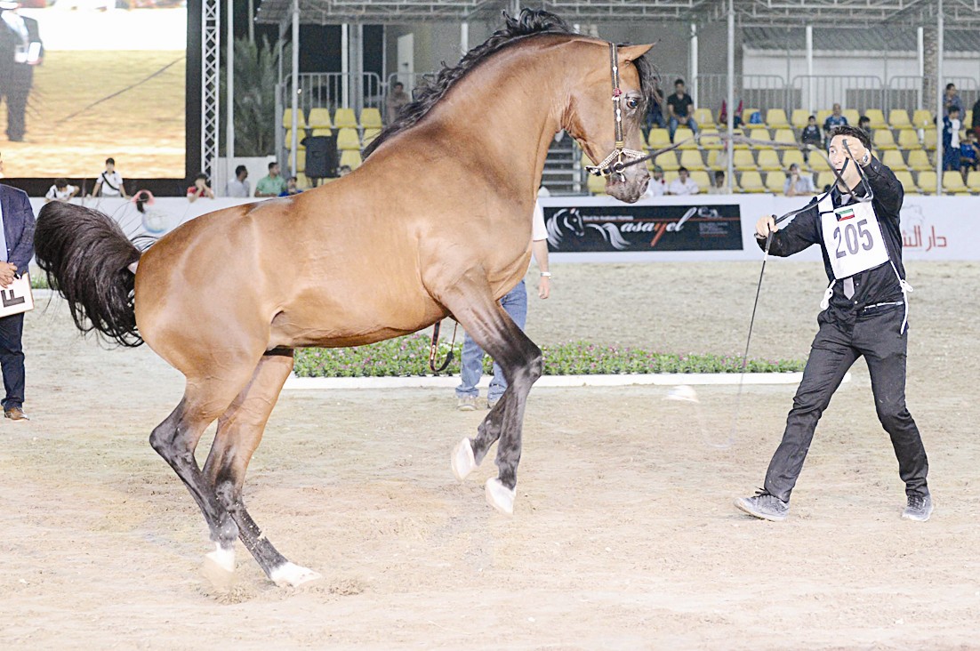 u0623u062du062f u0627u0644u062eu064au0648u0644 u0627u0644u0645u0634u0627u0631u0643u0629