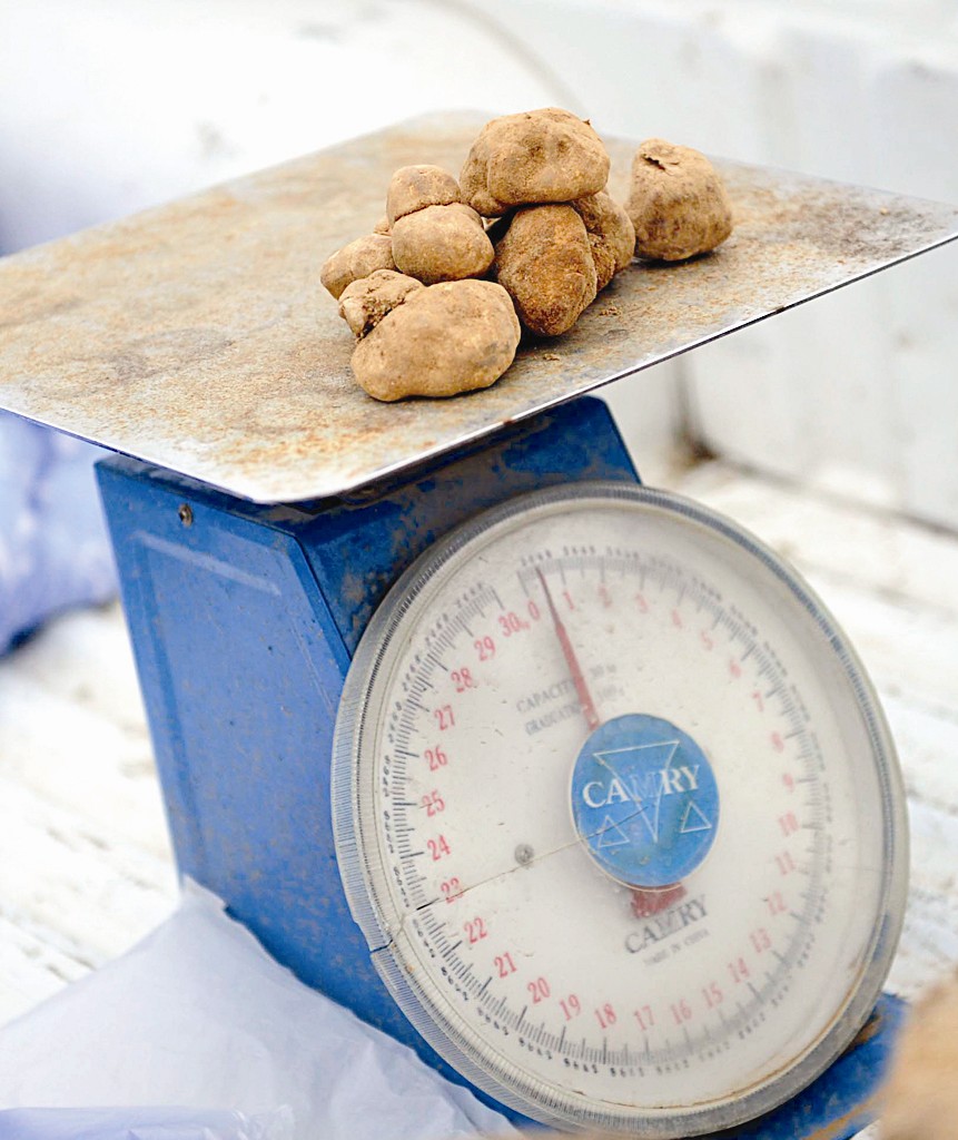 كيلو الفقع وصل إلى 15 دينارا