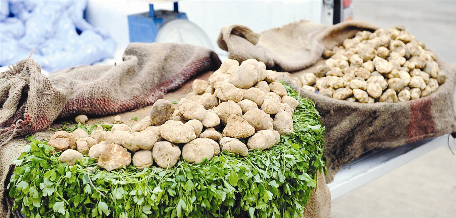 u0627u0644u0641u0642u0639... u0647u0644 u064au0646u062cu062d u0645u0639u0647u062f u0627u0644u0623u0628u062du0627u062b u0641u064a u0632u0631u0639u0647u061f