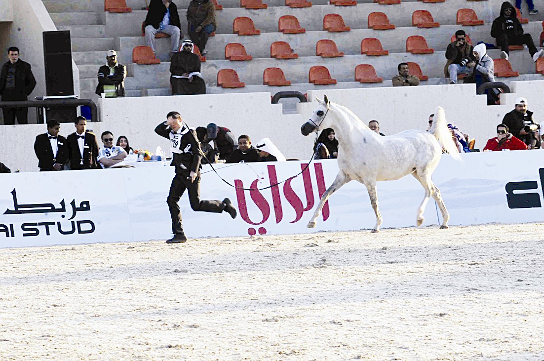 عرض لأحد الخيول