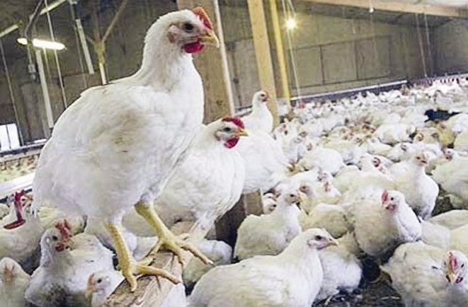 الدجاج الضيف الدائم على الموائد