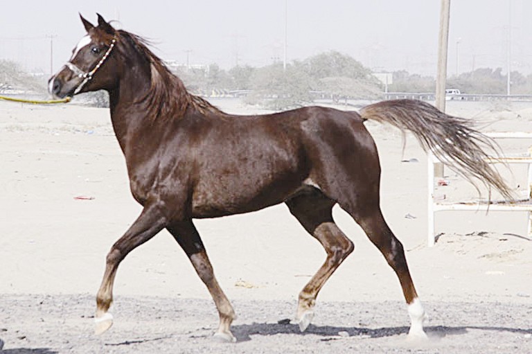 اهتمام بتربية الخيول العربية الأصيلة