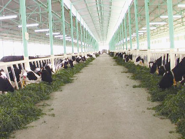 مزارع لتربية العجول