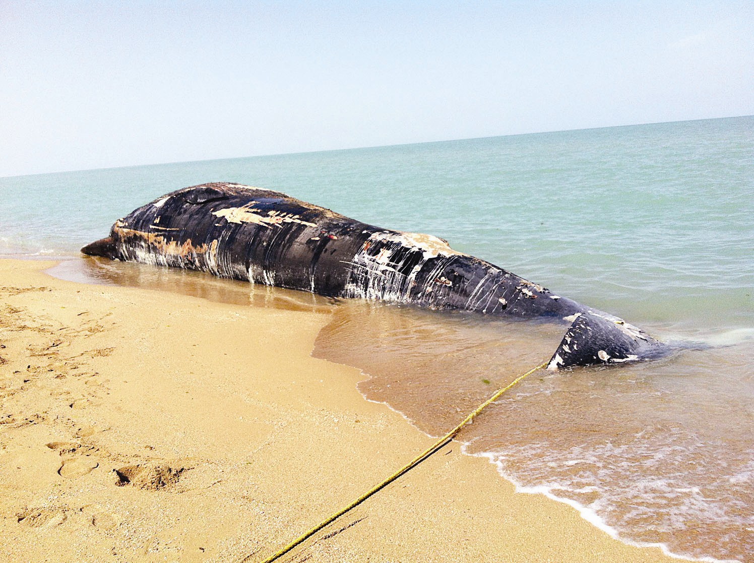 سحب الحوت من الشاطئ لطمره
