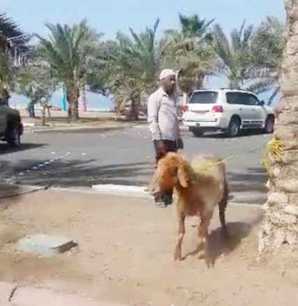 نعجة حضرت الاعتصام