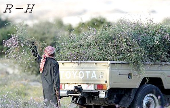 أحد مربي الأغنام يجمع الأعشاب