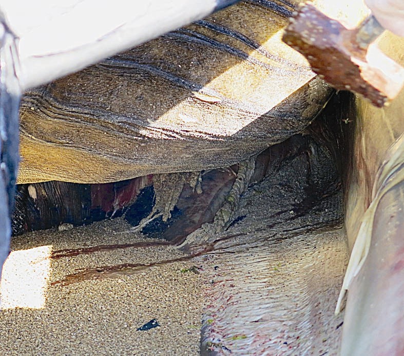 الحبال في فم الحوت