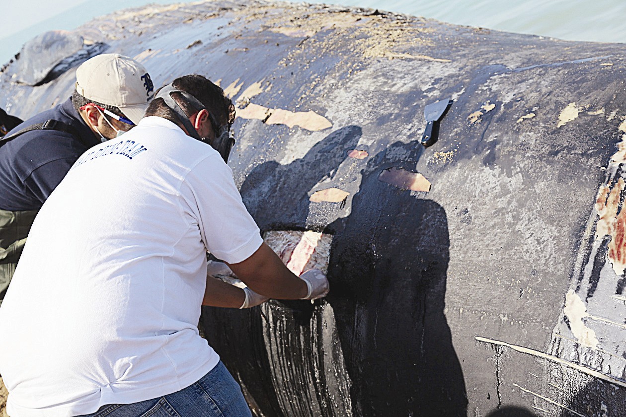 أعضاء الفريق أثناء أخذ العينات