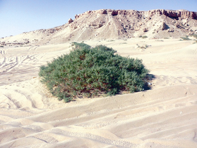 u0623u0639u0634u0627u0628 u0627u0644u0632u0648u0631