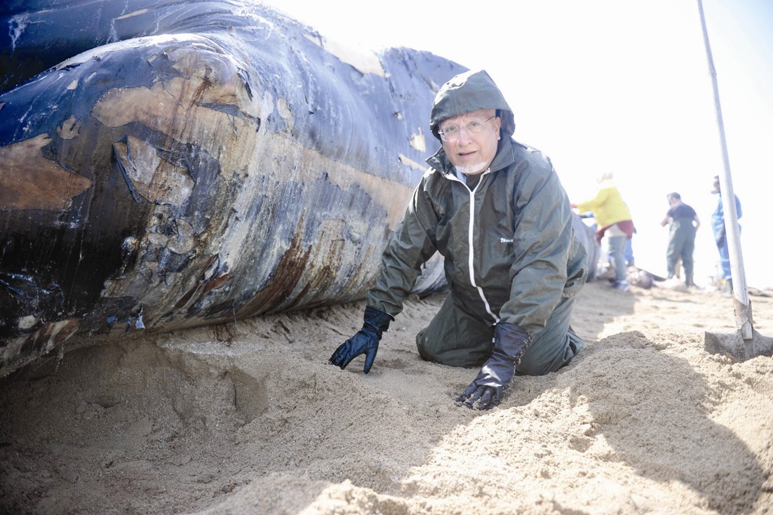 بهبهاني يعاين الحوت النافق قبل طمره