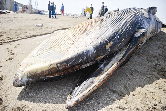 الجزء الأمامي