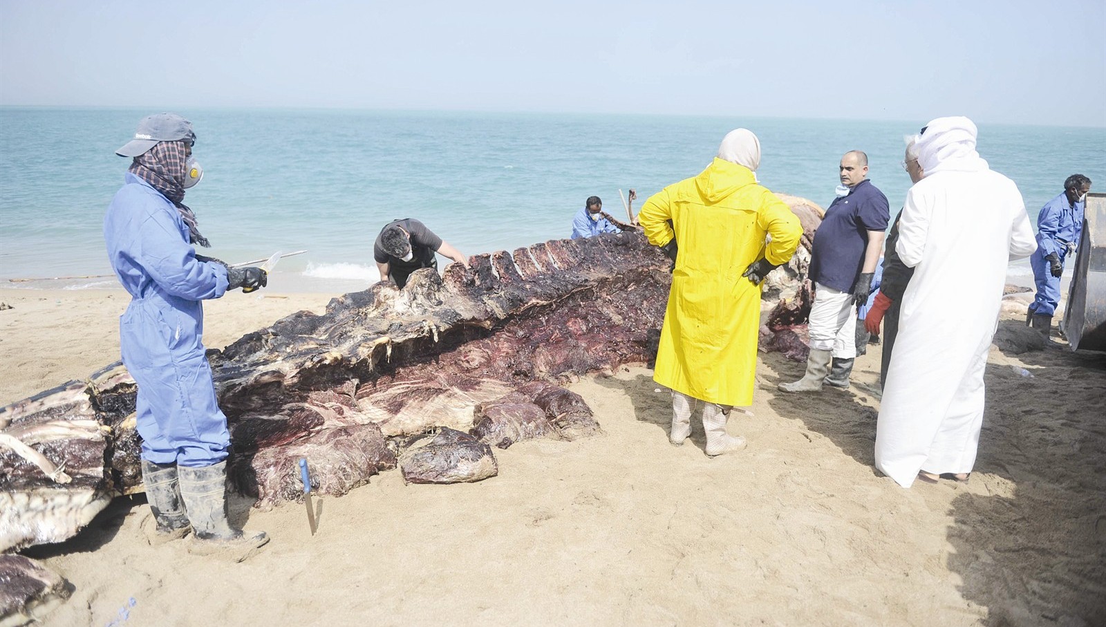 u062cu0627u0646u0628 u0645u0646 u0639u0645u0644u064au0627u062a u062au0642u0637u064au0639 u0627u0644u062du0648u062a (u062au0635u0648u064au0631 u0646u0648u0631 u0647u0646u062fu0627u0648u064a)