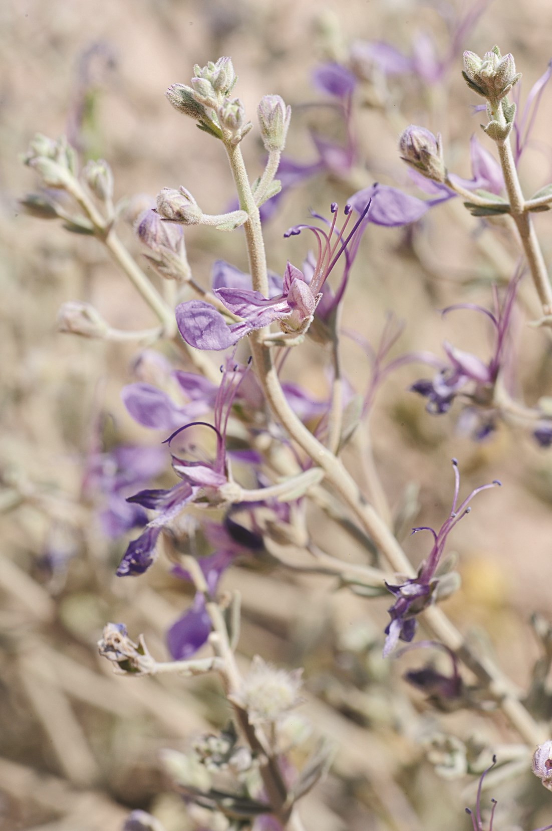 نبات القصباء