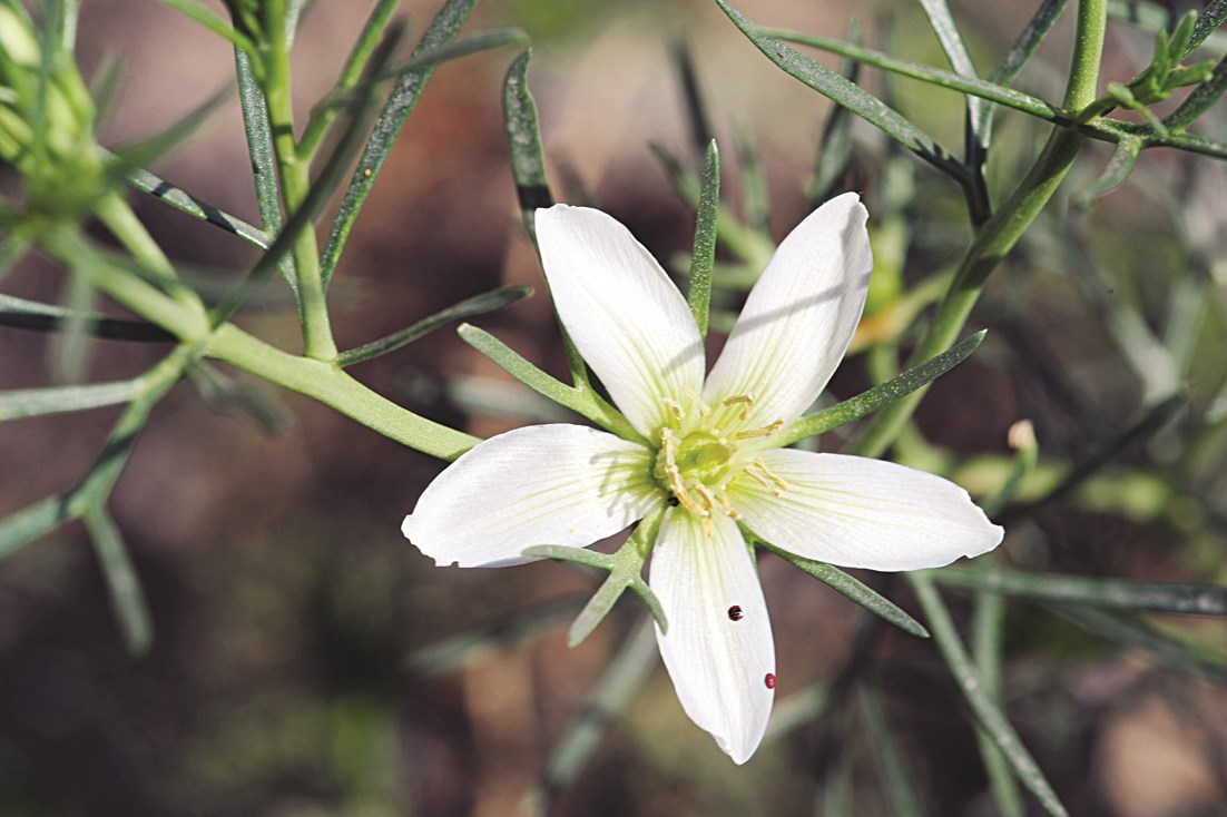 نبات الحرمل