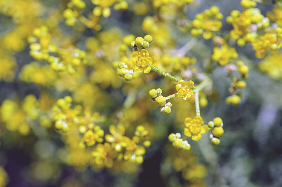 u0646u0628u0627u062a u0627u0644u0645u0633u064au0643u0629