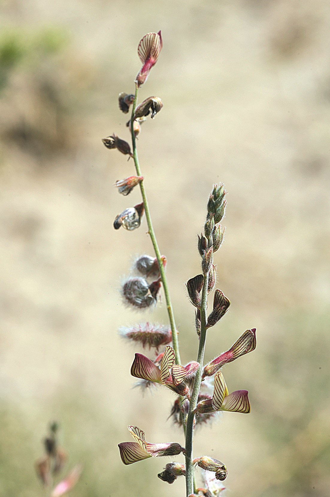 نبات الحتلة