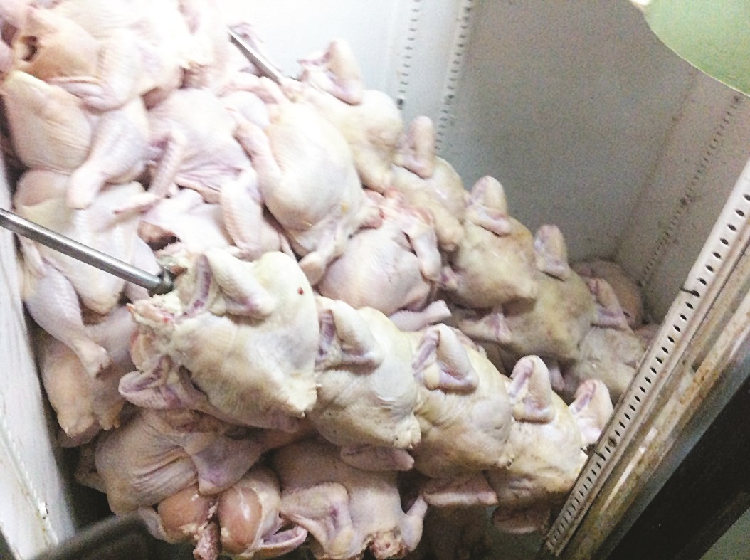 تنظيف الدجاج في الحمام (تصوير طارق عزالدين)