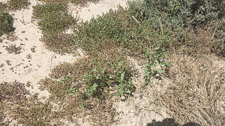 بعض النباتات التي تنمو بالجزيرة