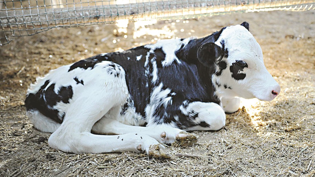 عجل مولود حديثاً