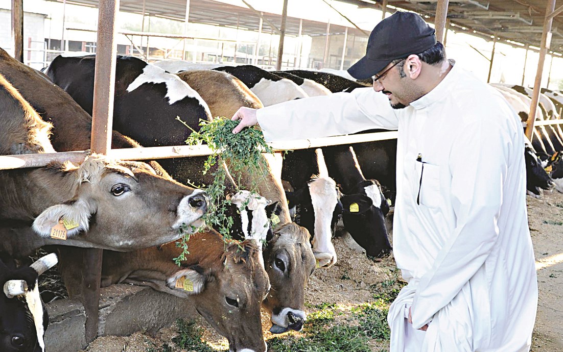 الزميل ناصر الفرحان يطعم إحدى العجلات