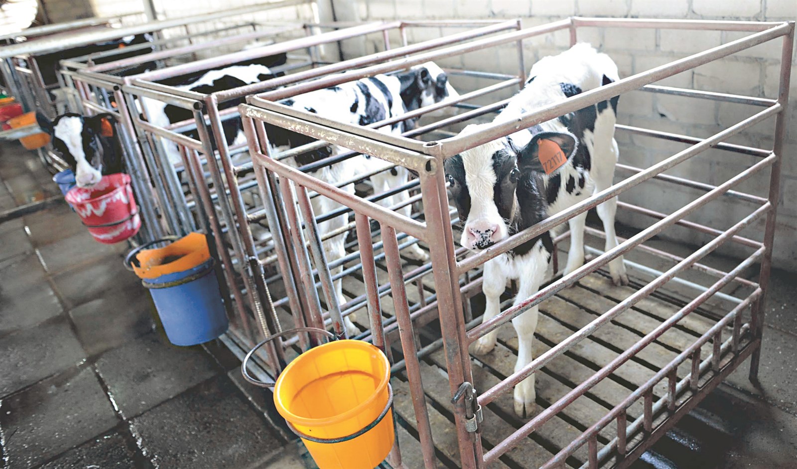 u0627u0644u0639u062cu0644u0627u062a u0628u0639u0632 u0648u062fu0644u0627u0644