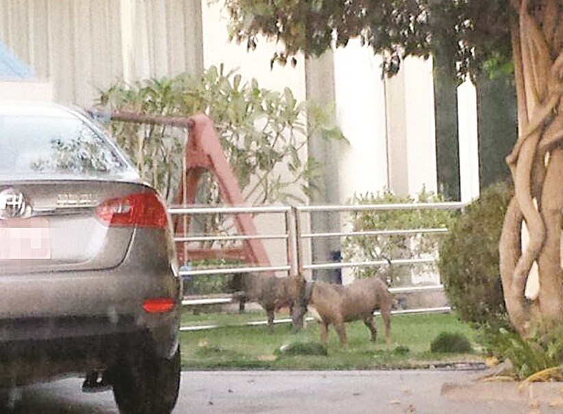 u0627u0644u0643u0644u0628u0627u0646 u064au0645u0631u062du0627u0646 u0641u064a u062du062fu064au0642u0629 u0645u0646u0632u0644 u0641u064a u0627u0644u064au0631u0645u0648u0643