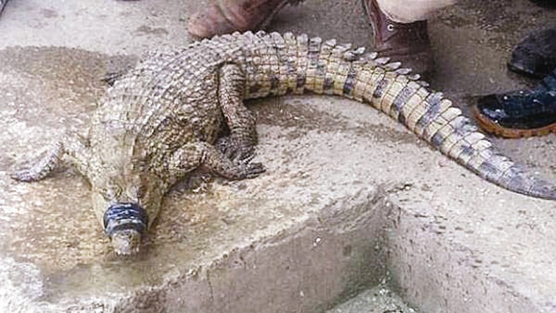 u0627u0644u062au0645u0633u0627u062d