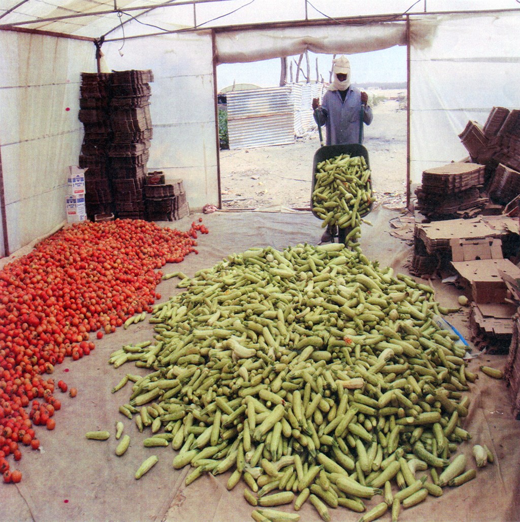 إنتاج زراعي وفير