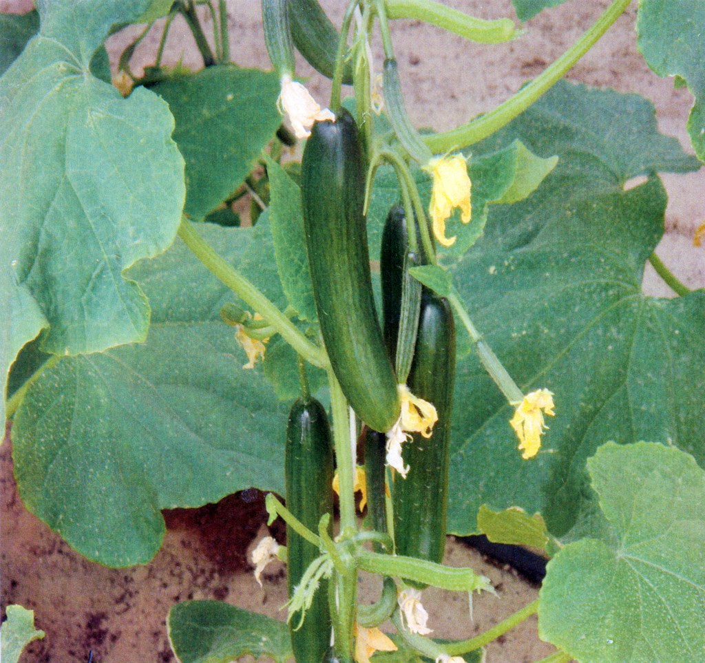 ثمار نبتة الخيار