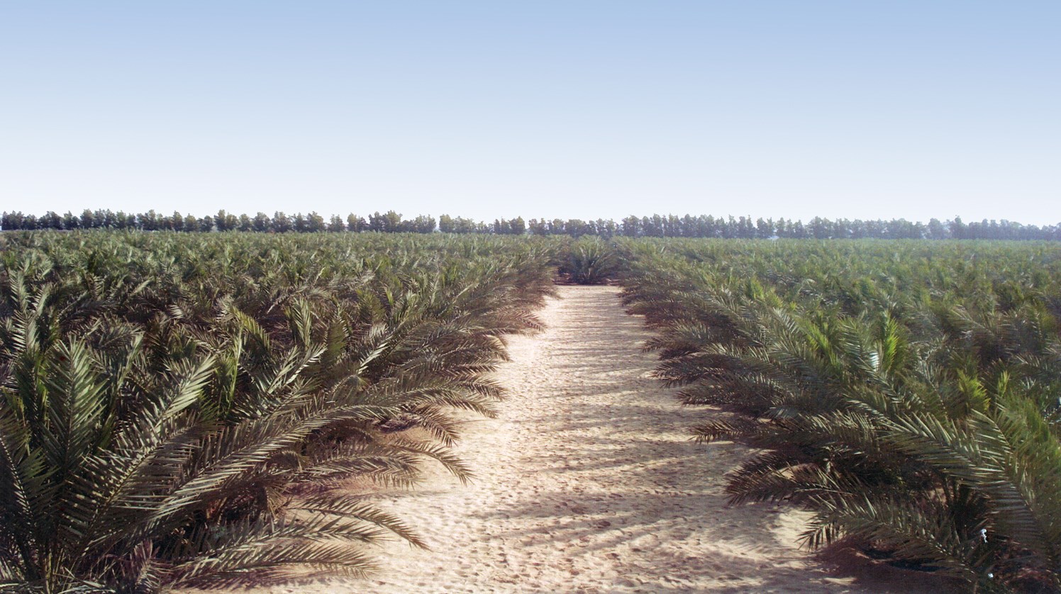 واحة من النخيل