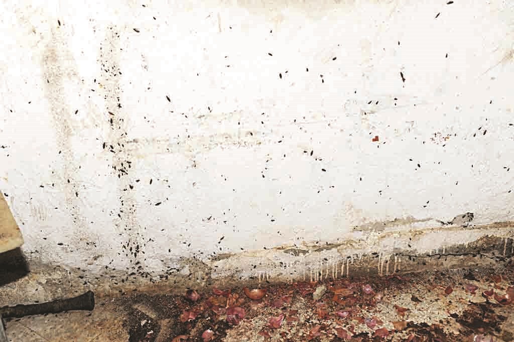 صراصير منتشرة في أرجاء المطعم  (تصوير طارق عز الدين)