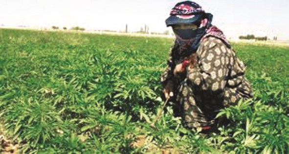 «جني الموسم» بالخفاء