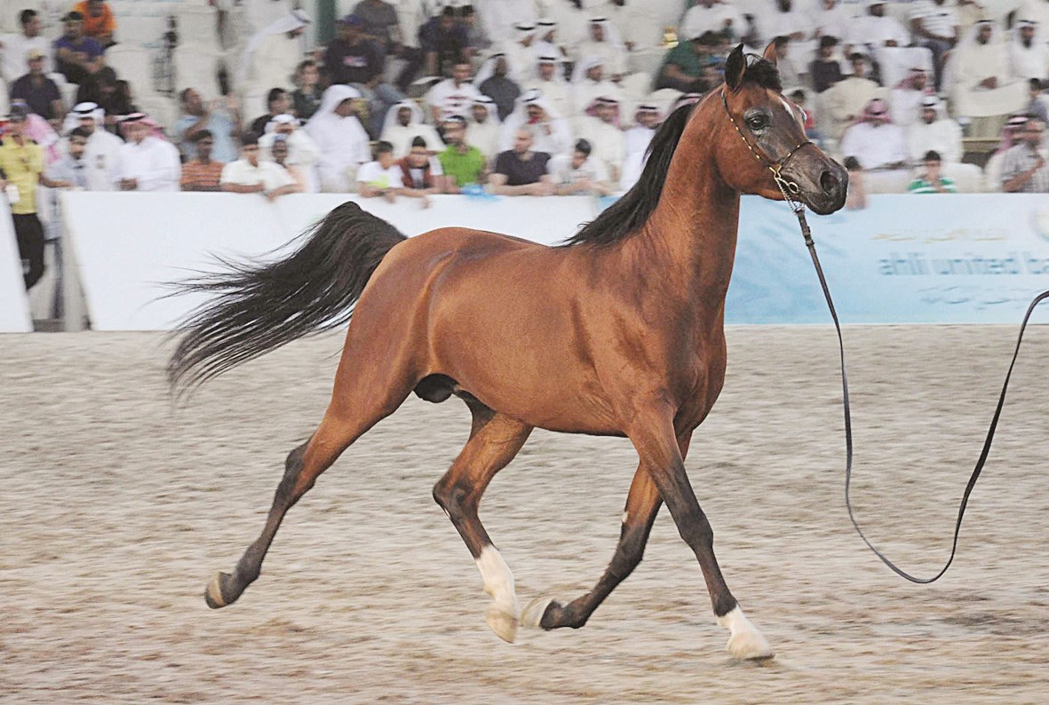 u0644u0642u0637u0629 u0645u0646 u0628u0637u0648u0644u0629 u062cu0645u0627u0644 u0627u0644u062eu064au0648u0644 u0627u0644u0639u0631u0628u064au0629