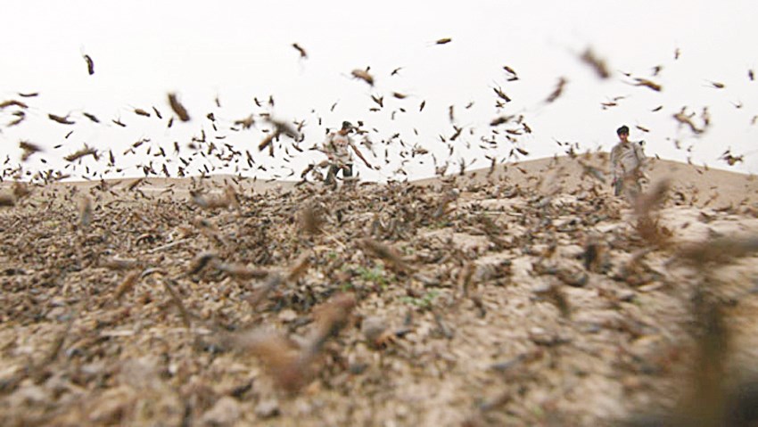 أسرابه تغطي الجو